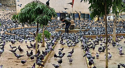 A lady feeds Pigeons which shelters in a lot near Tulasi Park at Upparpet in Bengaluru.