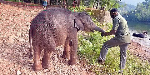 Elephant calf brought from Bijnor kept under care at Pilibhit Tiger Reserve