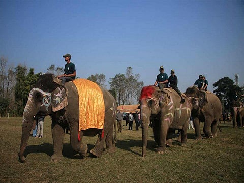 Elephants take part in penalty shootout competition at annual mammoth festival in Nepal