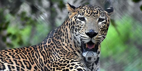 Leopard movement detected in densely-populated area of Thane