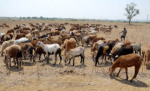 Lucknow encounters mysterious death of around 170 sheep 