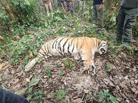 Assam: Tigress carcass found in Kaziranga National Park