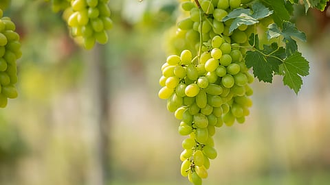 Sweet, Savoury and Sparkling: Grape Stories