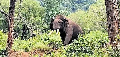 Elephants may be raiding farms in search of medicine
