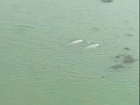 Dolphin census begins in Chilika Lake after sightings across lagoon