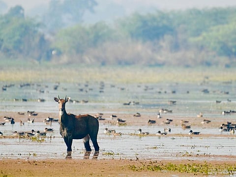 PM Modi congratulates locals as Patna Bird Sanctuary, Chhari-Dhand become Ramsar Sites