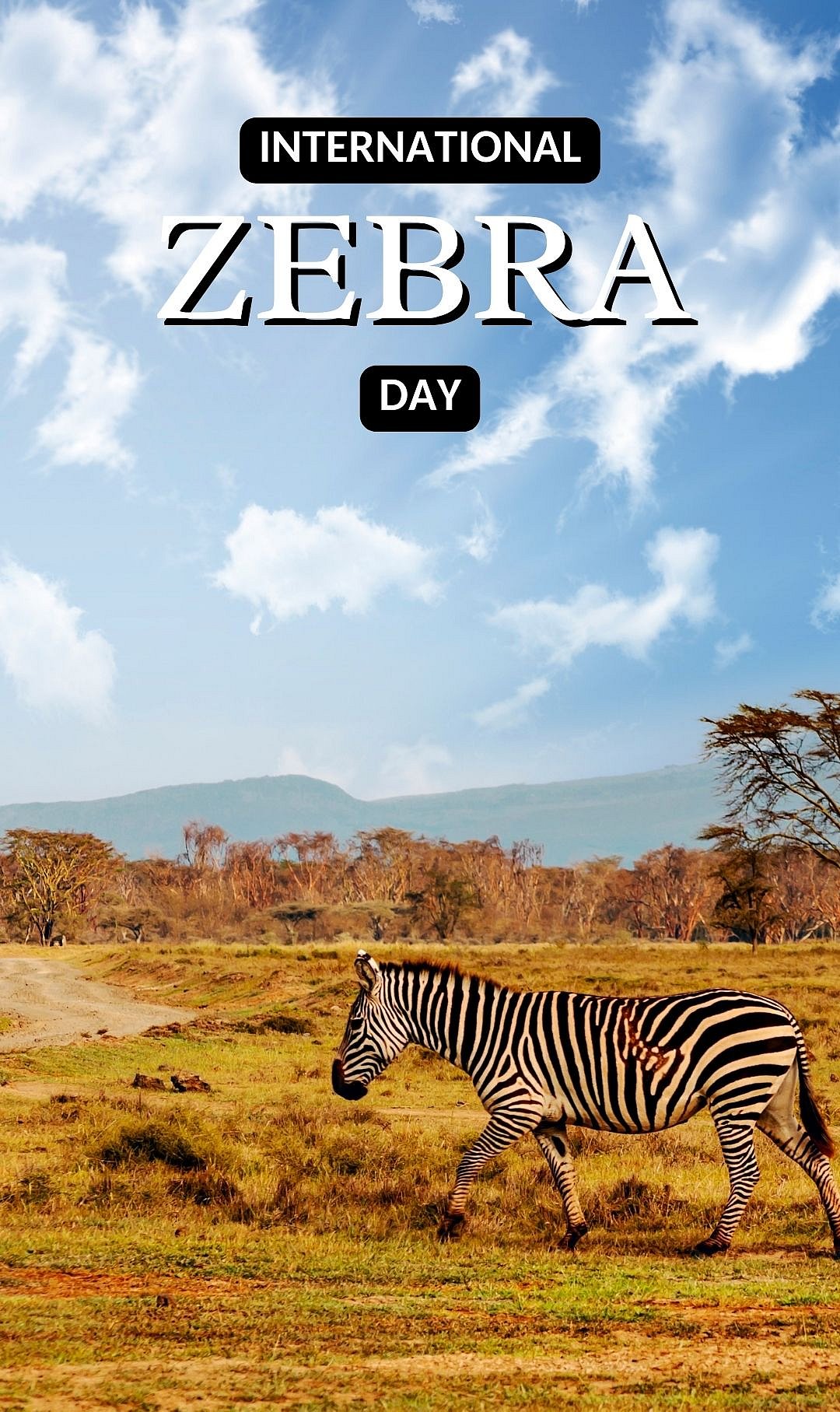 International Zebra Day 2026: Date, meaning, and how to help zebras