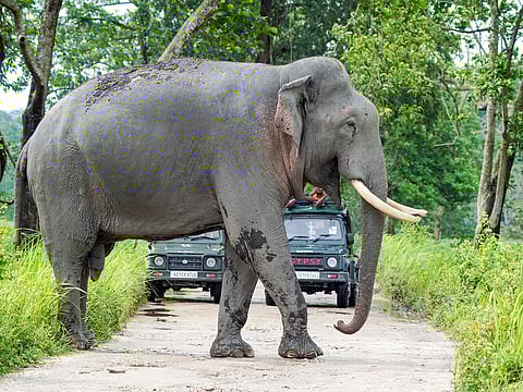 Indian Railways deploys AI-based system to prevent elephant deaths on tracks