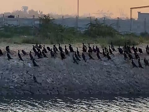 Tamil Nadu: Flocks of cormorants spotted at estuary coastal area near Thoothukudi port