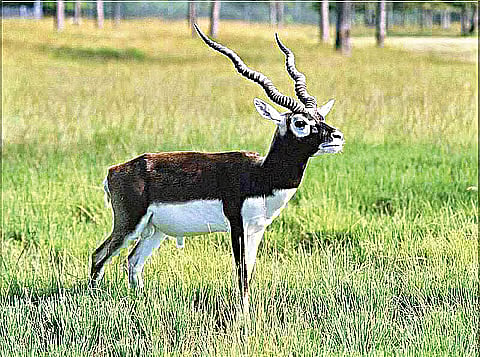 Odisha’s Ganjam sees significant surge in Blackbuck population