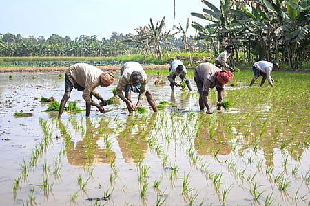 Interests of Indian farmers fully protected under Indo-US trade deal, asserts Chouhan