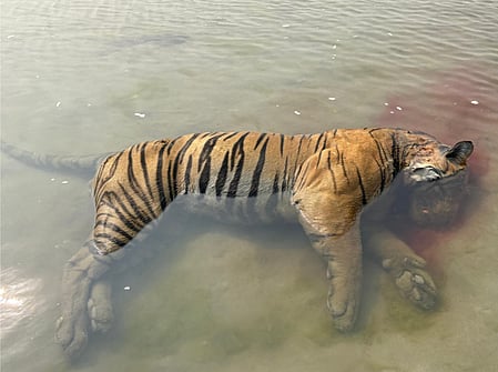 Third tiger carcass found in Kaziranga National Park in 25 days