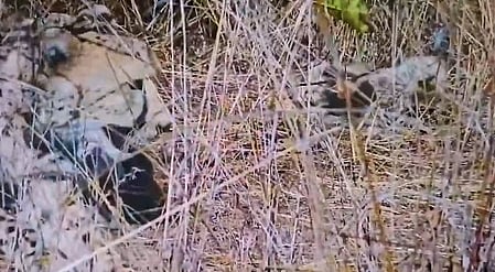 Namibian cheetah Aasha gives birth to five cubs at Kuno