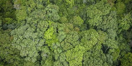 National Biodiversity Authority panel to tackle invasive alien species