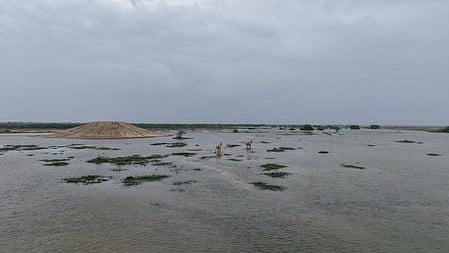 Kutch’s Little Rann gets eco-boost with water, soil project