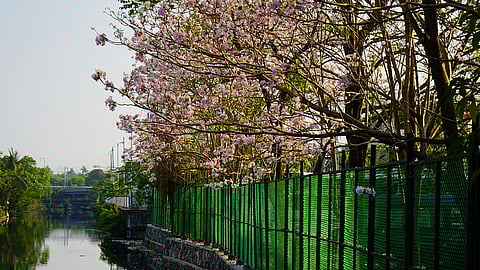 Tabebuia genus in blooms at Panampilly Nagar.