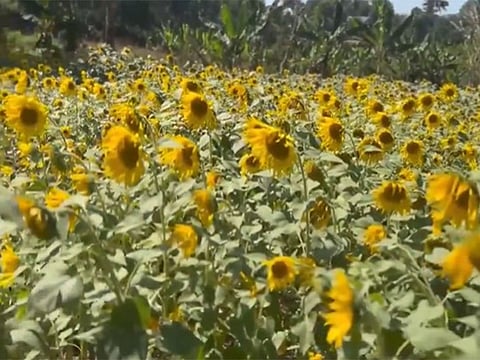 Kerala: Bison Valley turns golden as 40-acre sunflower farm replaces fallow paddy lands in Idukki
