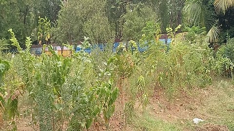 Youth group develops mini-forest with Japanese Miyawaki method