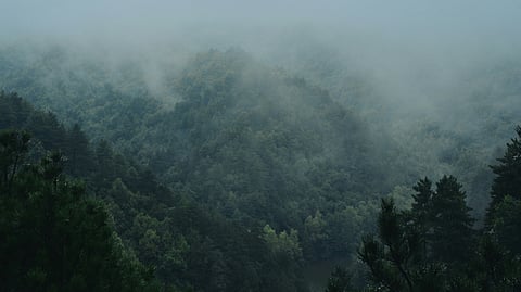 Each sq mt of tropical forest adds 240 litres of rain yearly: Study