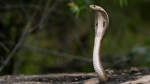 Snakes able to expand habitat in Goa due to trains, says study