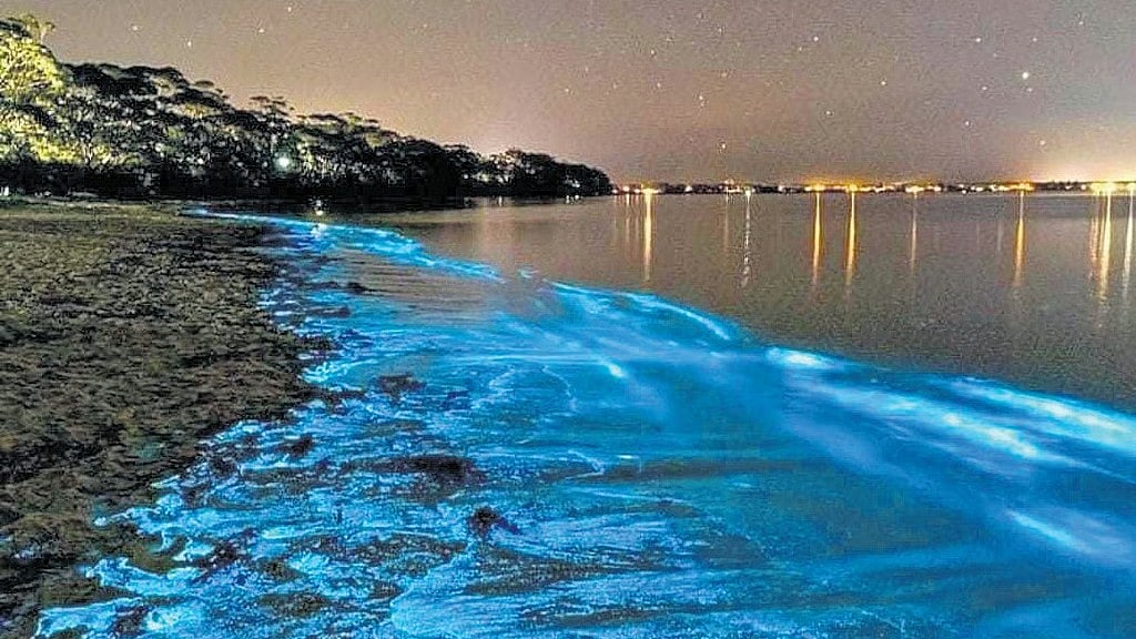 Kochi’s ‘kavaru’ glow offers a live lesson in bioluminescence and coastal ecology