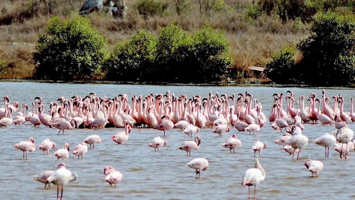 Environmentalists urge faster protection for DPS Flamingo Lake