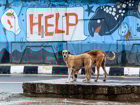 Bengaluru Central Municipal Corporation identifies 90 official spots for feeding stray dogs