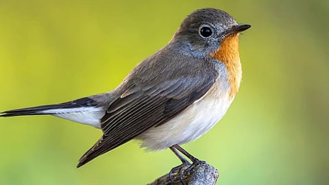 Red-breasted Flycatcher returns to Ameenpur Lake.