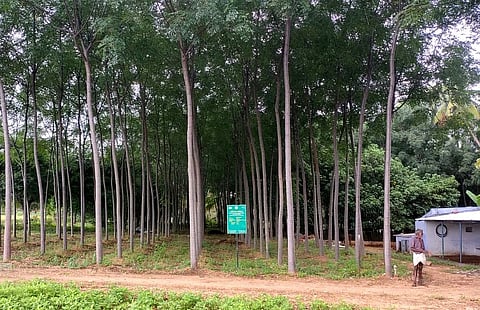 Malai Vembu and teak trees that were planted seven to eight years ago in private land across Coimbatore expected to give good returns to the farmers.