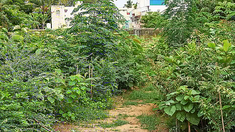 Tiruchy Corporation has planned to develop Miyawaki forests at 10 locations across the city at Rs 15 crore. The method allows 10 times faster growth.