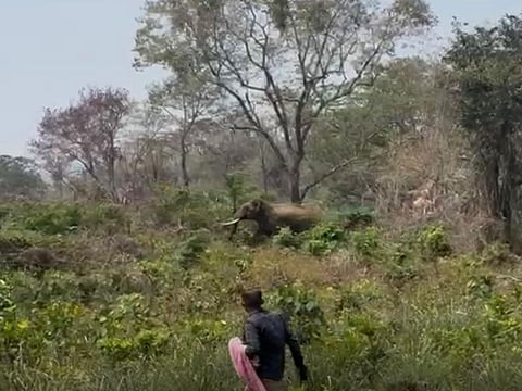 Operation Gajamukti: Another wild elephant released from Aralam Farm in Kannur district