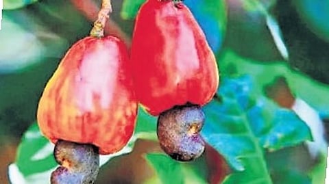 With the launch of the project, farmers will now have the opportunity to sell their cashew apples as a key raw material for production, turning what was once considered waste into a source of income.