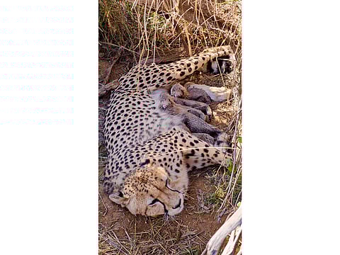 Total cheetah population in India reaches 53 after five cubs born at Kuno National Park