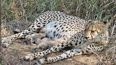 India’s cheetah population tops 50 in major conservation boost