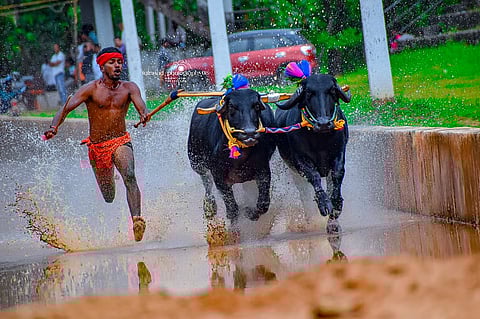Jockey Karthesh participates in a Kambala race.