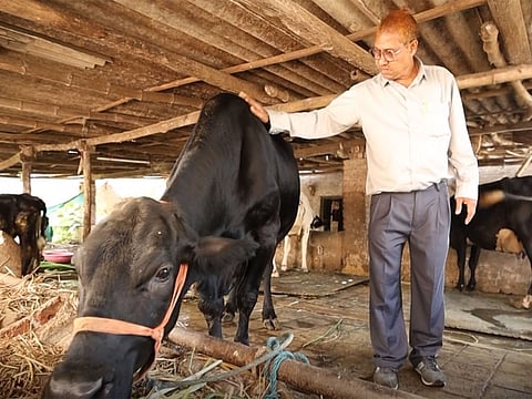 Gujarat farmer drives dairy prosperity through scientific breeding