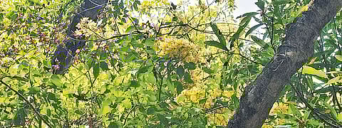 The neermathalam tree at the Kamala Surayya Memorial.