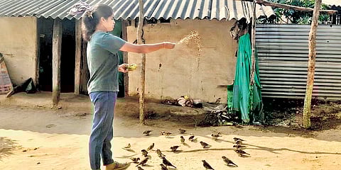 The initiative has steadily grown, with hundreds of sparrows now frequenting the house.
