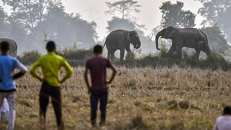 One dead as wild elephants raid Nawada for food