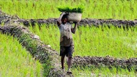 Punjab farming needs crop diversification, says report