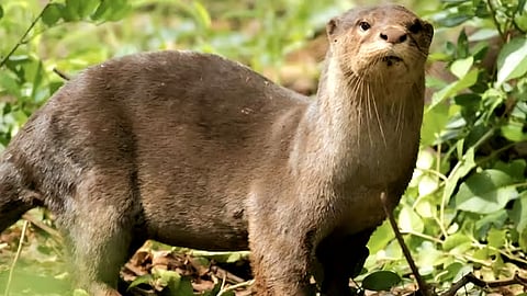 The smooth-coated otter is classified as a vulnerable species under the IUCN Red List.