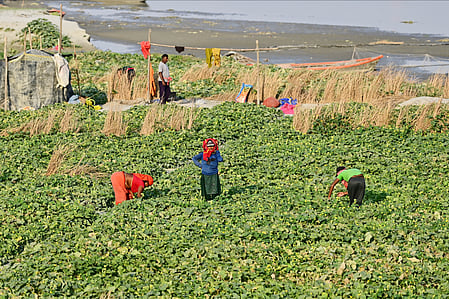 Gujarat: Zero-budget farming helps woman farmer earn Rs 50,000 ​(Photo: IANS)