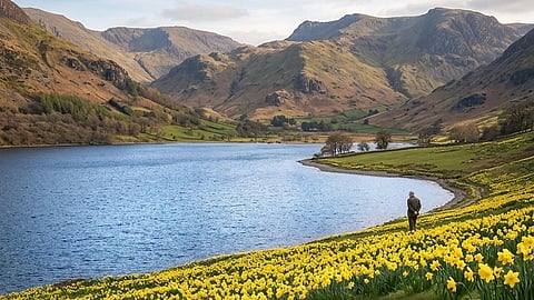 Daffodils - poem by William Wordsworth