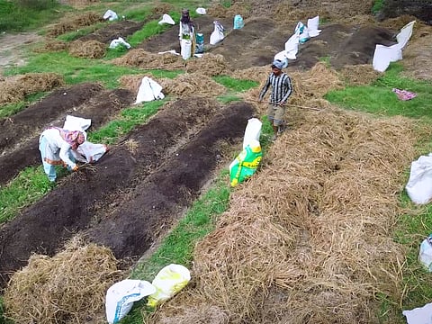 India's farming moves beyond tradition to smart agriculture