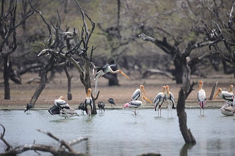 Several bird sanctuaries see a host of migratory birds, some from as far as Russia during season time | Pinterest