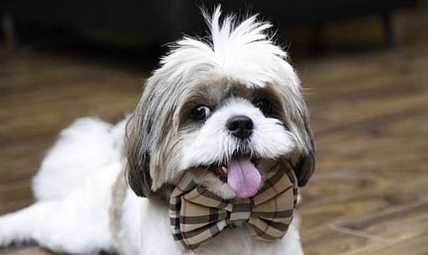 A dog sporting a bow tie from Pet Prem