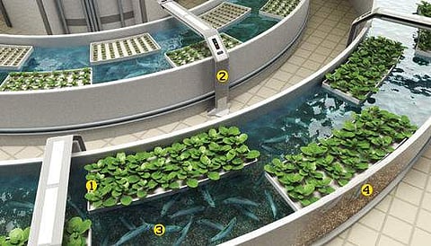 Aquaponic Famring is cost-effective and easy to do (representative image)
