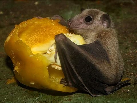 The study used 14 Egyptian bats who were separated into three different colonies | Representative image