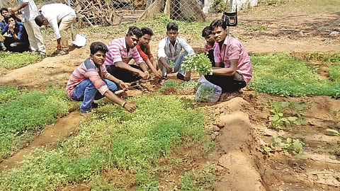 The students of Government Arts College for Men, Nandanam getting their hands dirty with their own produce | Sunish P Surendran