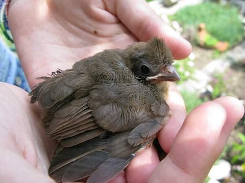 Human smell  forcing abandonment is a myth, says Shamita |birdsleuth.org